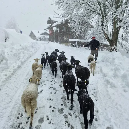 Traditional In - Parterre Or Ground Apartment